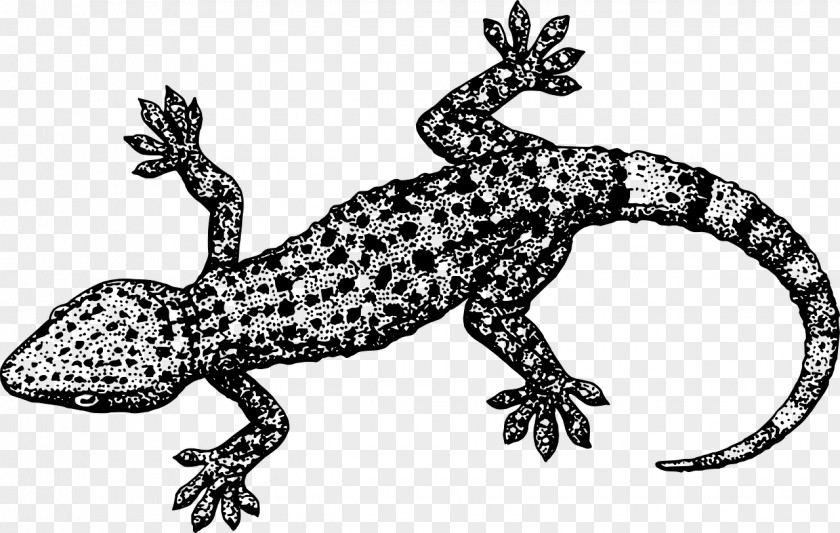 Lizard Crested Gecko Clip Art PNG