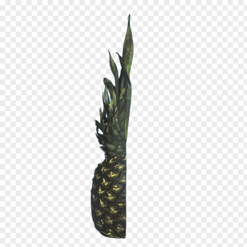 Alismatales Arum Family Pineapple PNG