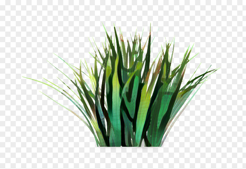 Allium Houseplant Green Grass Background PNG