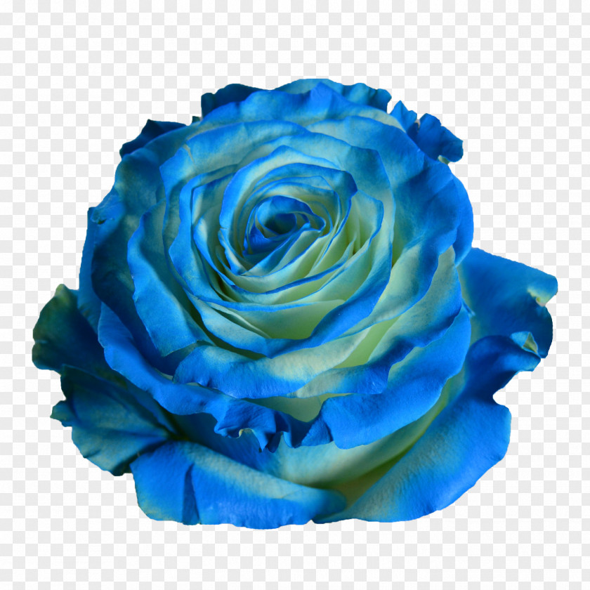 Blue Wave Garden Roses Green Centifolia PNG