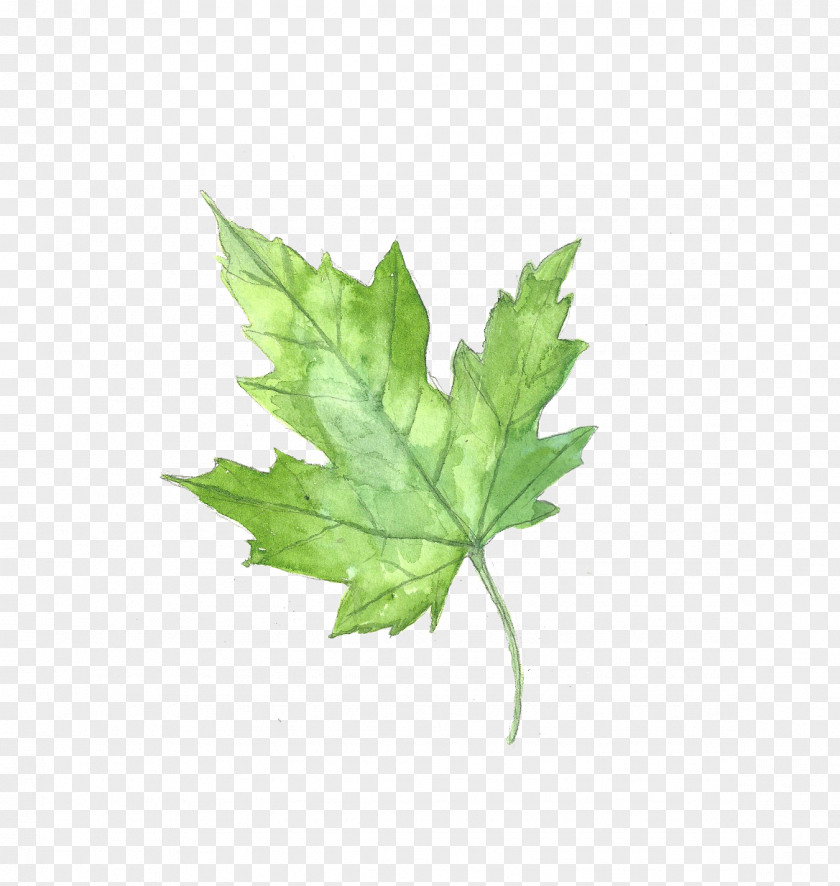 Drawing Plant Maple Leaf Watercolor Painting PNG