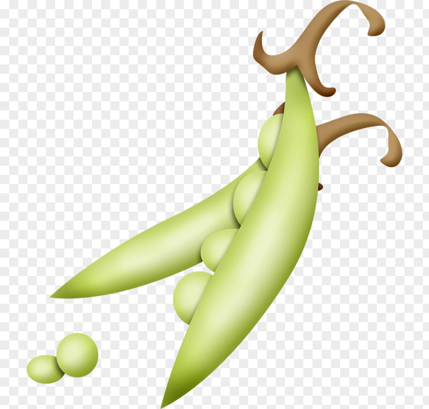 Hand-painted Pea Soup Vegetable Green Bean PNG