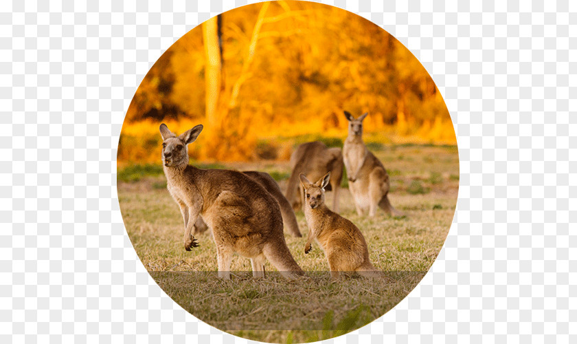 Kangaroo Macropods Sydney South Island Package Tour PNG