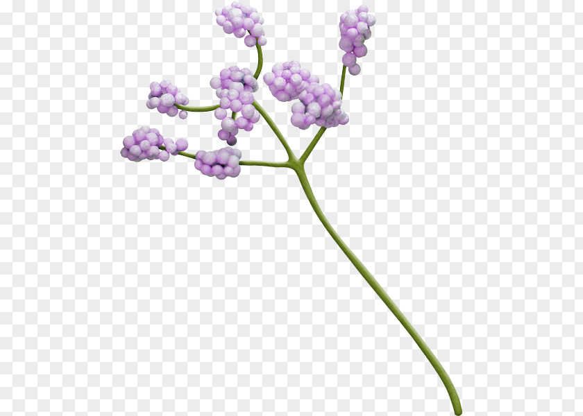 Blue English Lavender PNG