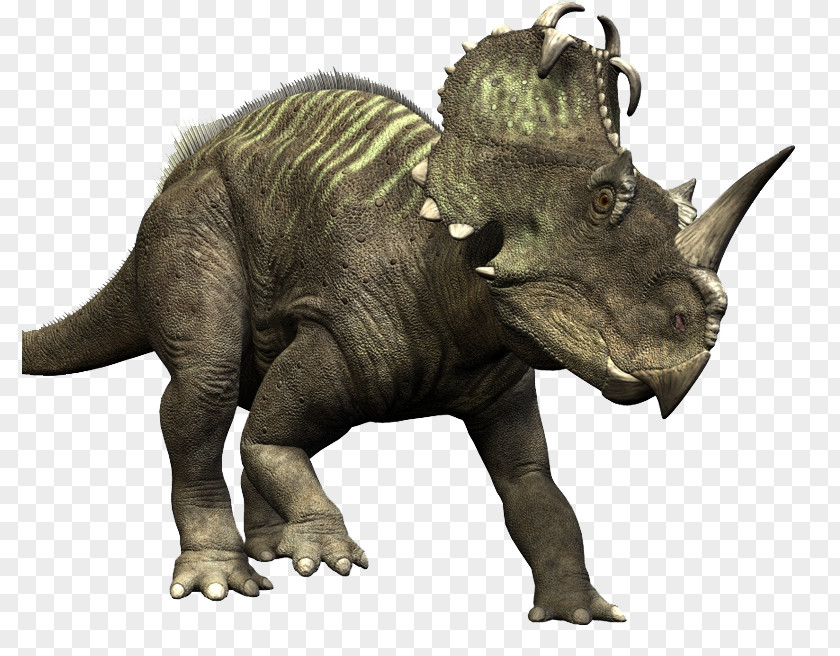Brow Medusaceratops Ceratopsia Late Cretaceous Albertaceratops PNG