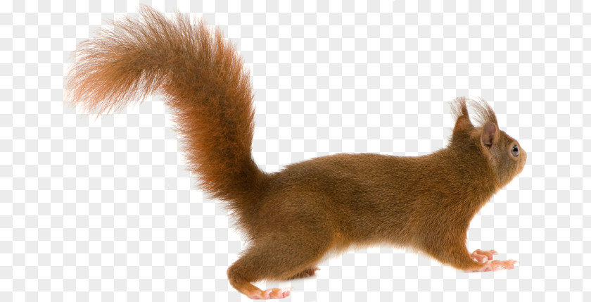 Cam Squirrel PNG