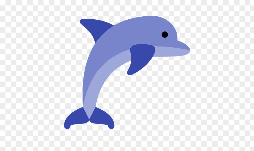 Dolphin Common Bottlenose Short-beaked Tucuxi Rough-toothed PNG