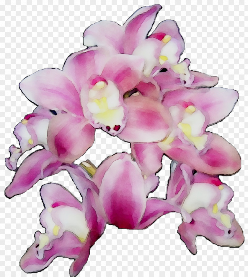 Moth Orchids Cut Flowers Floral Design Pink M PNG