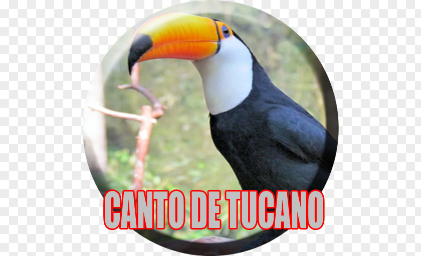 Toucan Advertising Beak Hornbill PNG