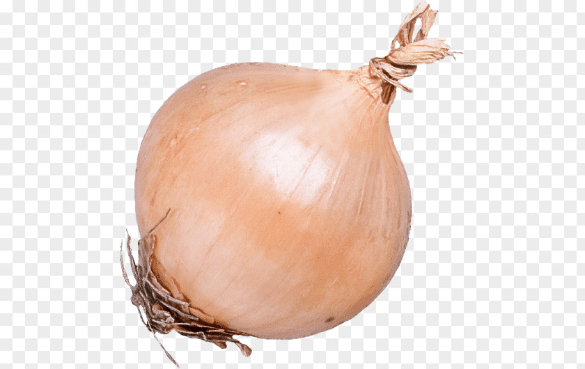Brown Onion Vegetable Shallot Ingredient Genus PNG