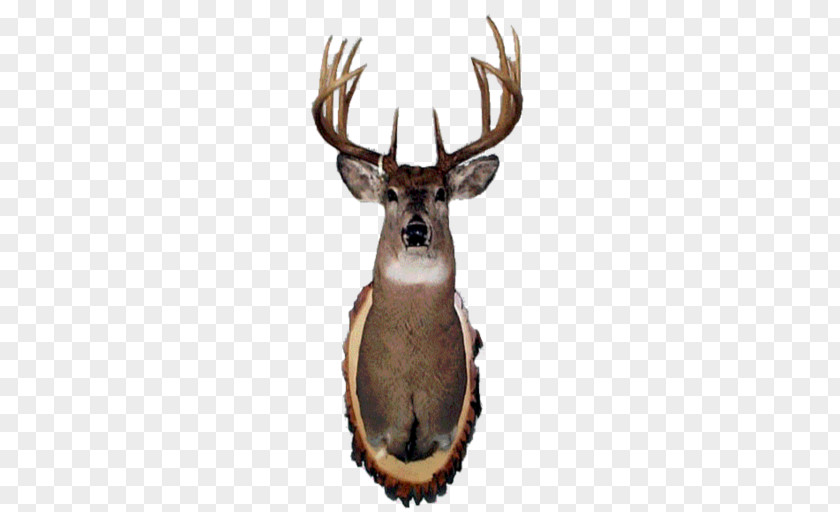 Deer Elk PNG