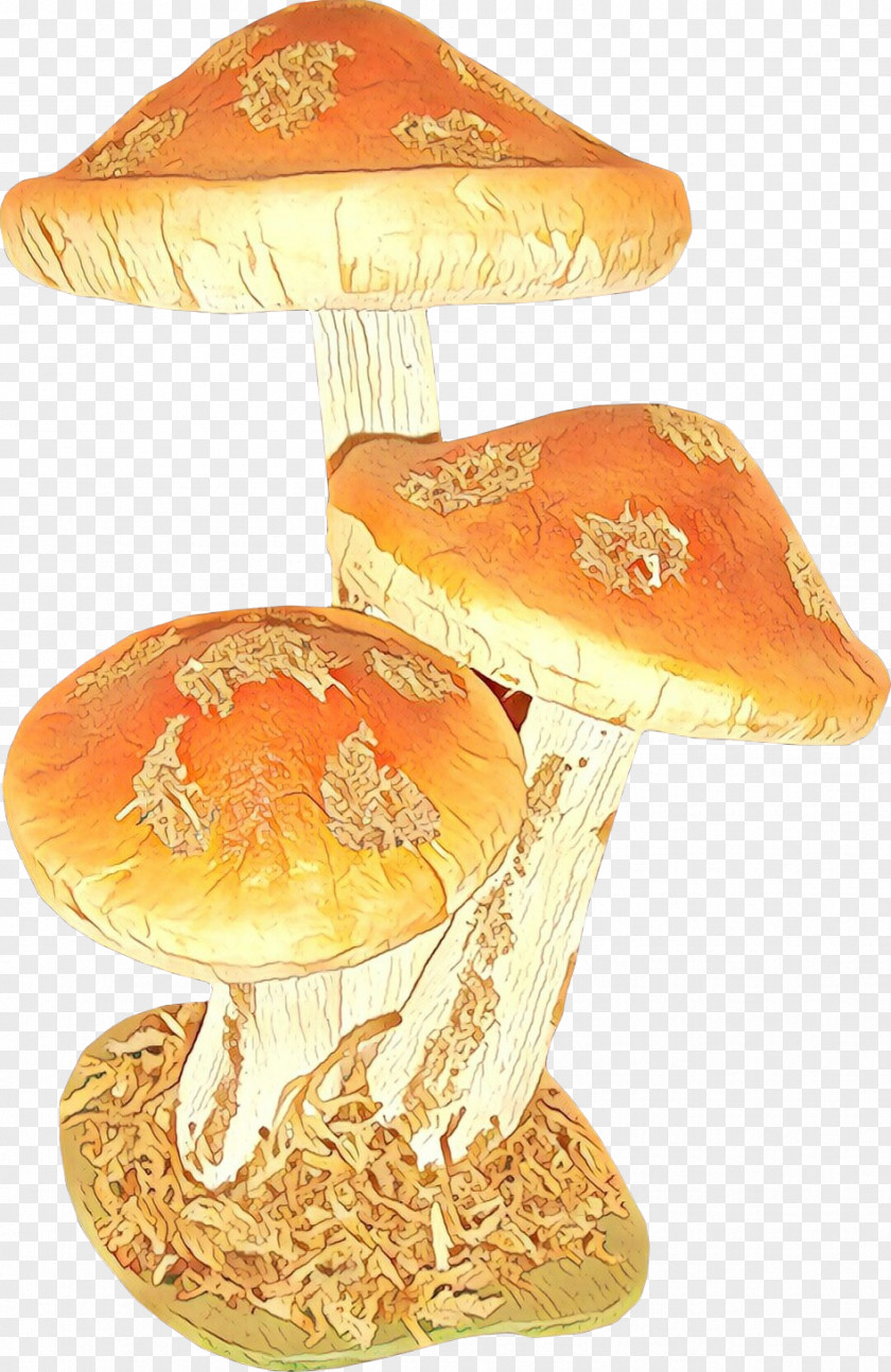 Fungus Agaric Orange PNG