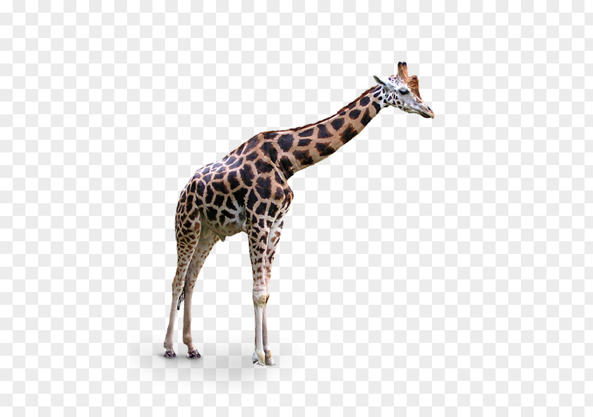 Giraffe Lion Clip Art PNG