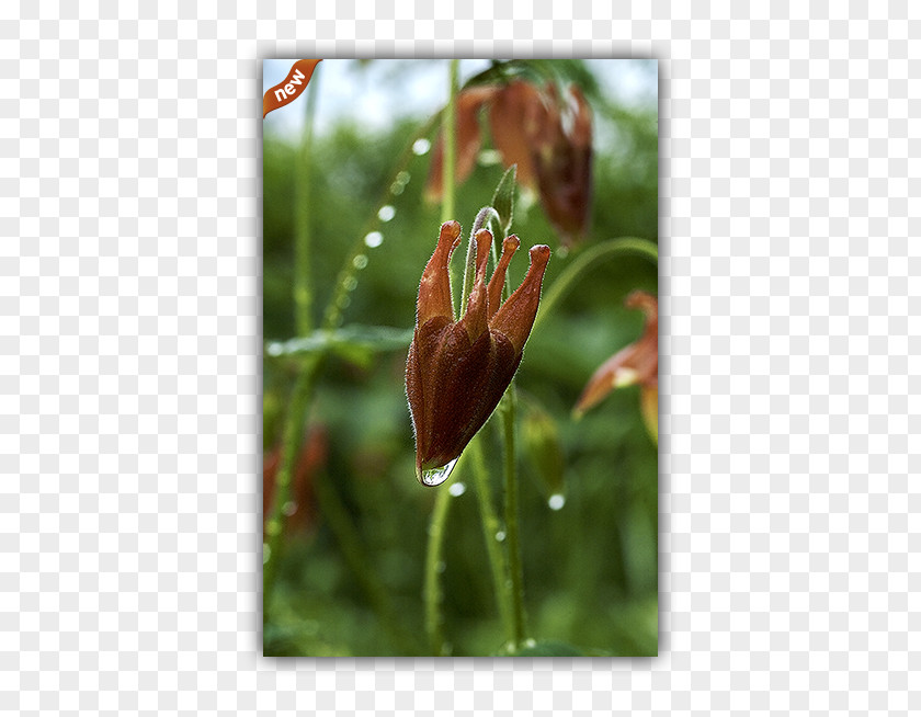 Hanging Bell Tulip Fritillaries Petal Plant Stem Wildflower PNG