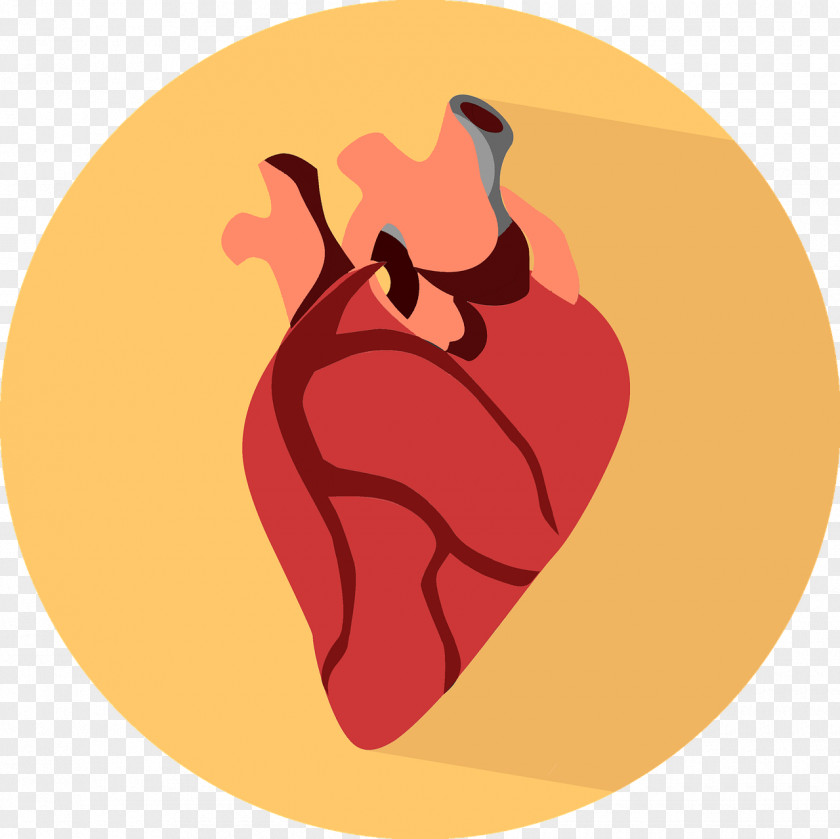 Heart Transplantation Organ Human Body PNG transplantation body, organs clipart PNG