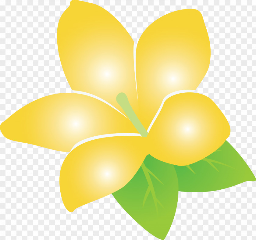 Jasmine Flower PNG