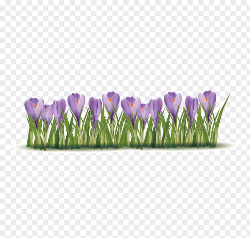 Purple Tulips Crocus Vernus Autumn Flavus Clip Art PNG