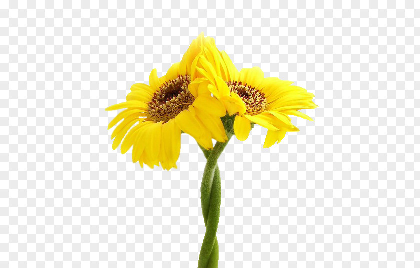 SURGEONATHENS WhiteLittle Sunflower Common Yellow NEONAKIS EVANGELOS PNG