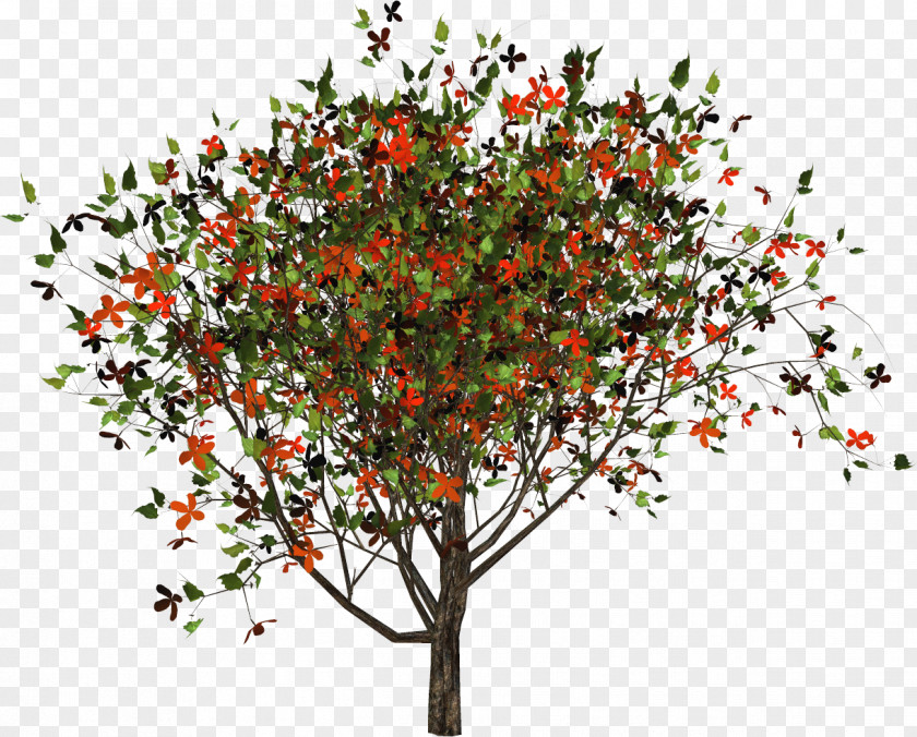 Tree Shrub Plant Branching PNG
