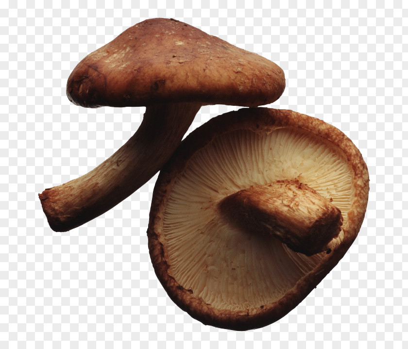 Two Mushrooms Vegetarian Cuisine Edible Mushroom Shiitake Hen-of-the-wood Food PNG