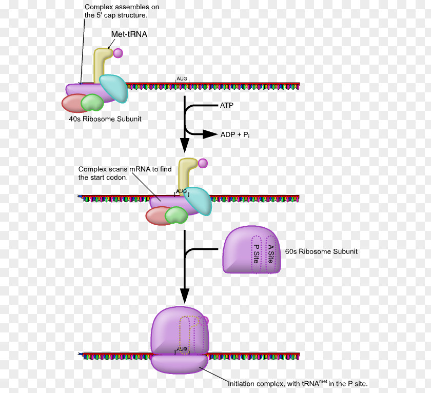 Elongation Is Small Five Prime Untranslated Region Eukaryotic Translation Initiation Factor PNG