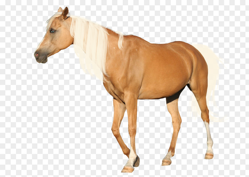 Mustang Andalusian Horse Mane Appaloosa Palomino PNG