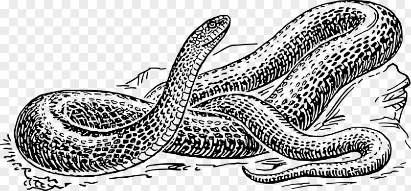 Snake Drawing Black And White Clip Art PNG