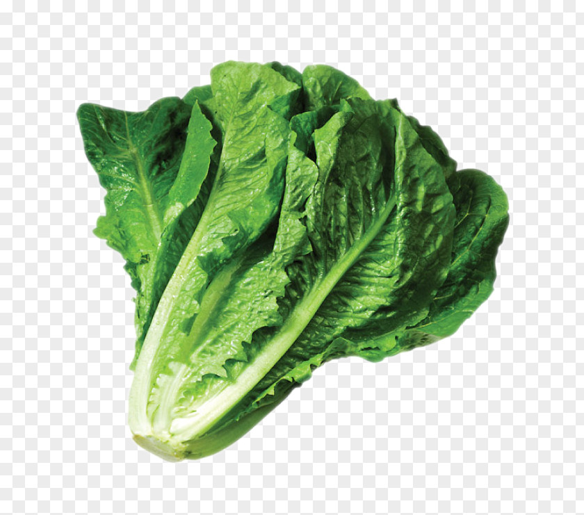 Vegetable Caesar Salad Iceberg Lettuce Romaine Clip Art PNG