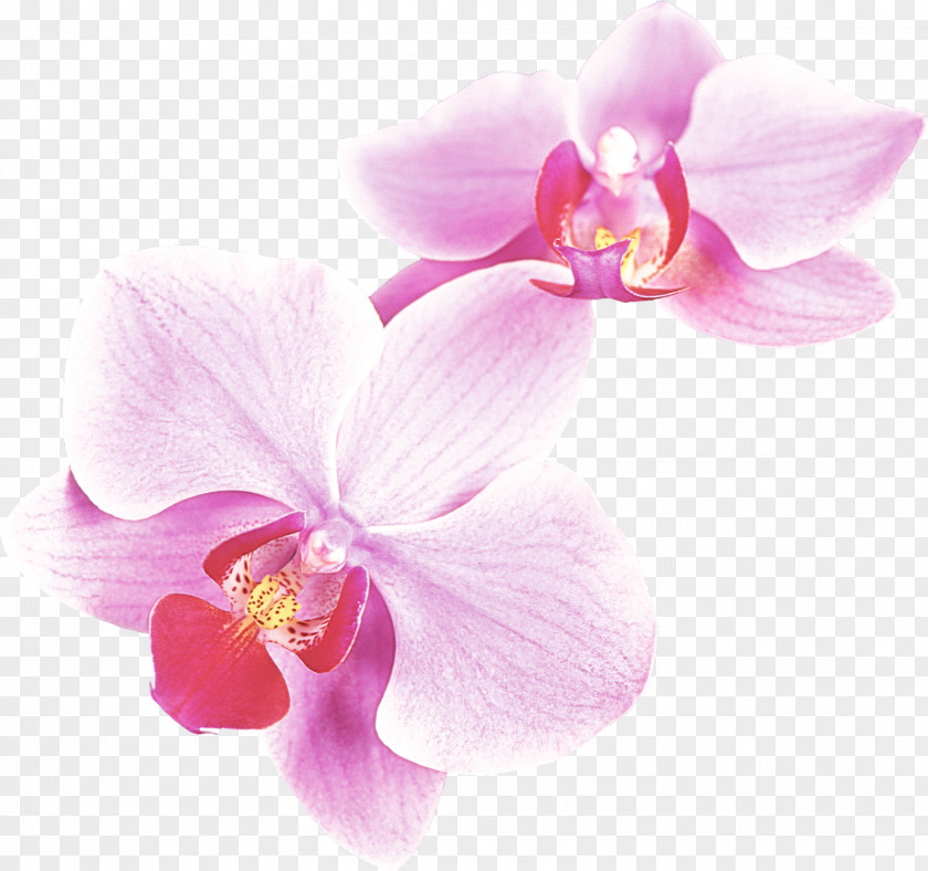 Flower Petal Moth Orchid Pink Plant PNG