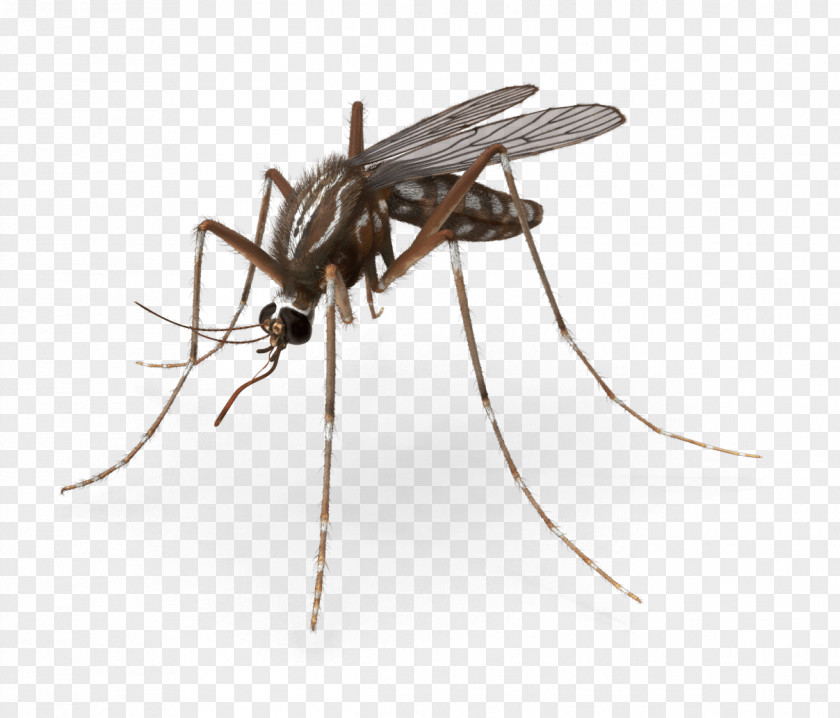 Mosquito Pest Control Royalty-free Insect PNG