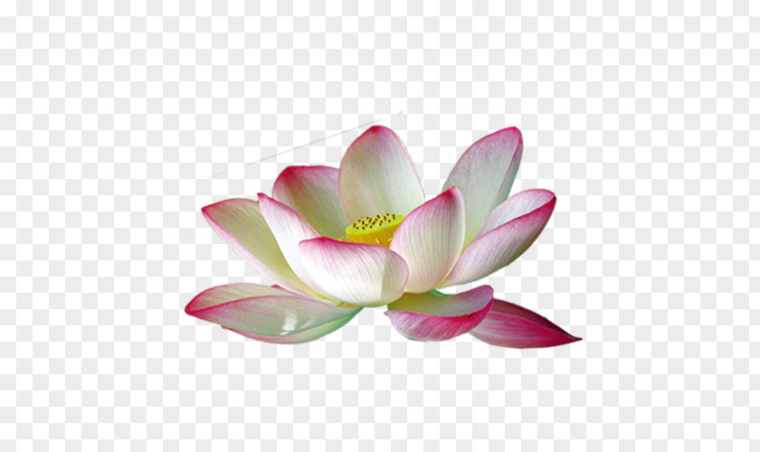 Pink Lotus Nelumbo Nucifera White PNG