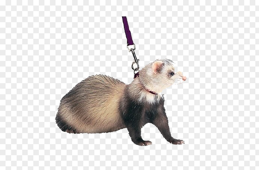 Can Pet Bunnies Live Outside Ferret Harness Cat Leash PNG