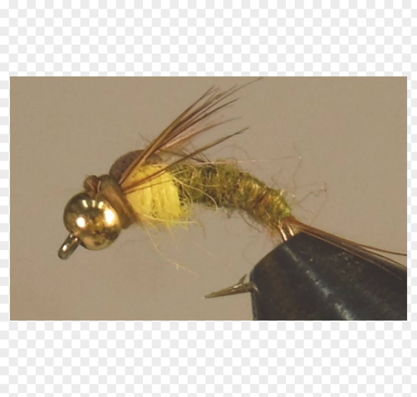 Insect Artificial Fly PNG