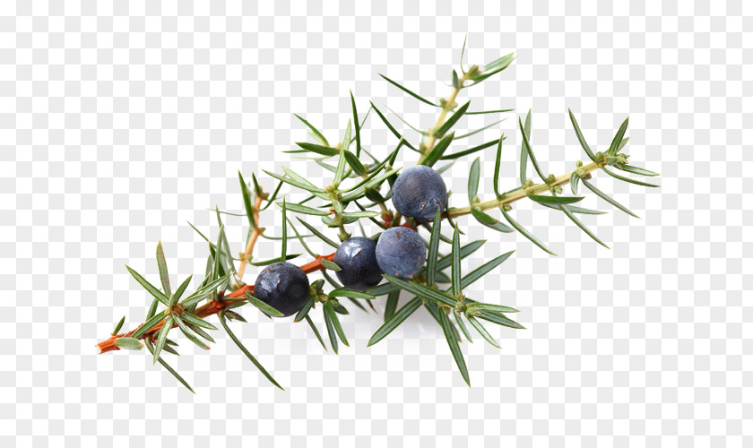 Oil Juniper Berry Essential Common PNG