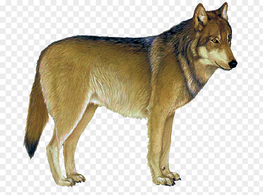 Saarloos Wolfdog Czechoslovakian Kunming Tamaskan Dog Dingo PNG