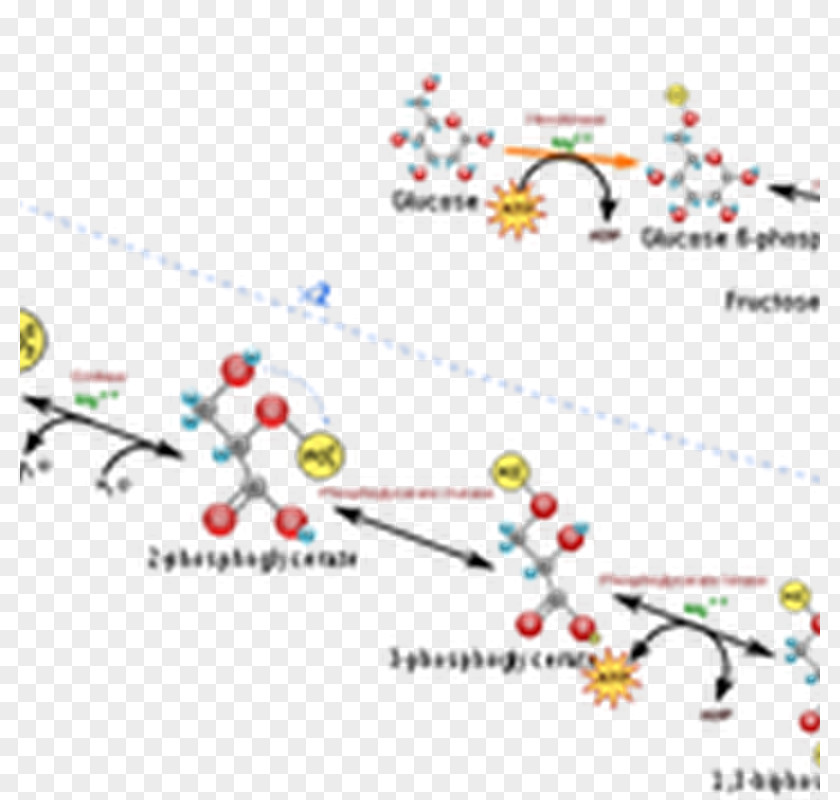 Science Glycolysis Metabolism Metabolic Pathway Biology Chemical Reaction PNG