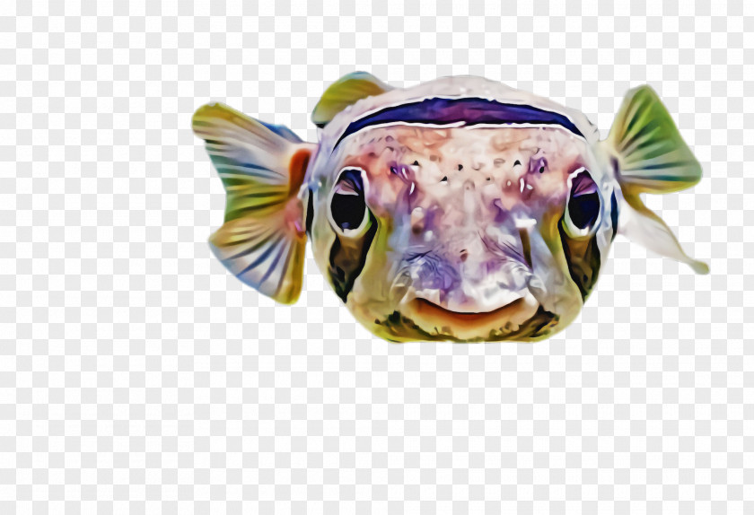 Snout Fish PNG