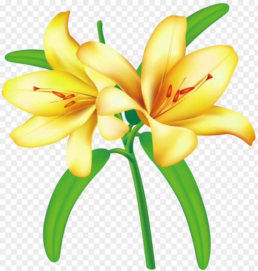 Yellow Lilium Clipart Picture Flower Clip Art PNG