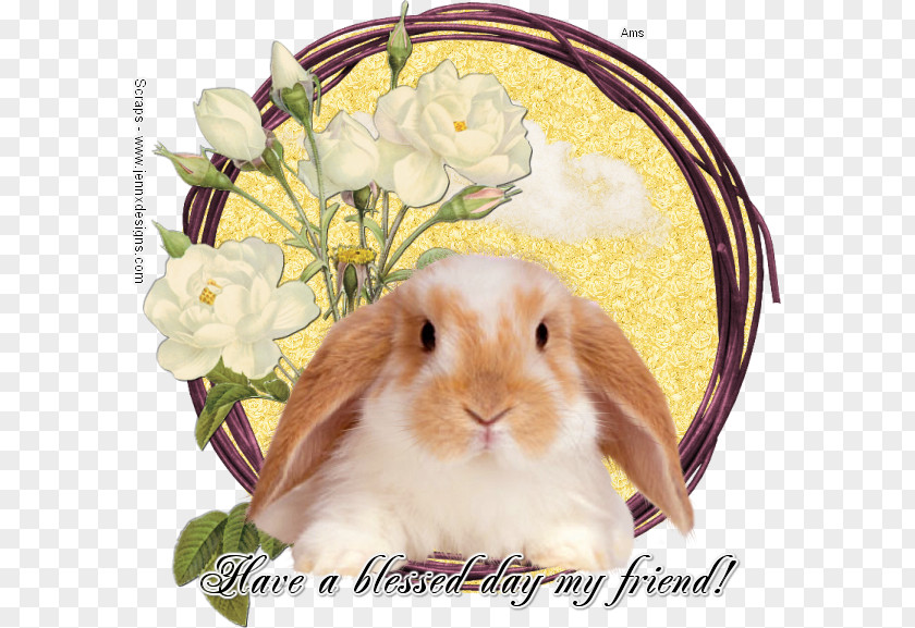 Rabbit Domestic Hare Easter Bunny Animal PNG