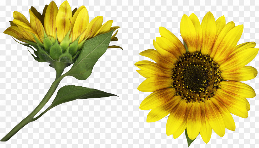 Sunflower Birthday Clip Art PNG