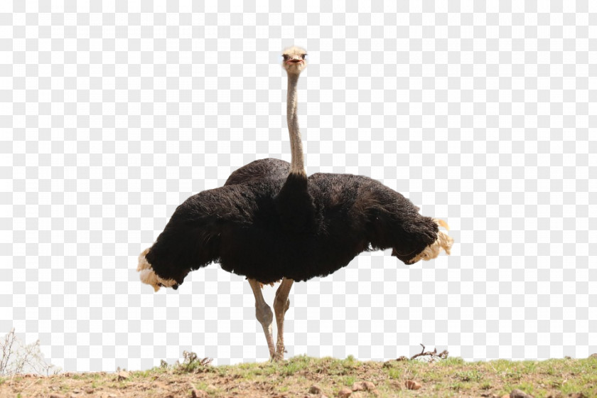 Common Ostrich Ostriches Flightless Bird Image PNG