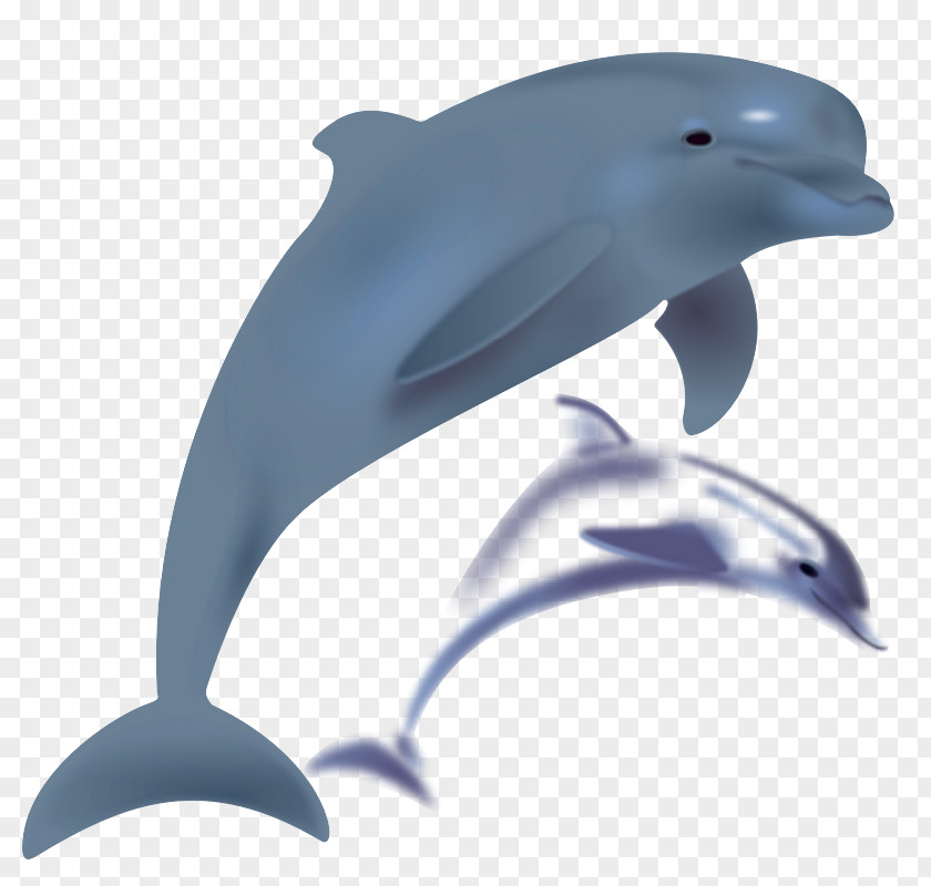 Dolphin Clip Free Content Art PNG