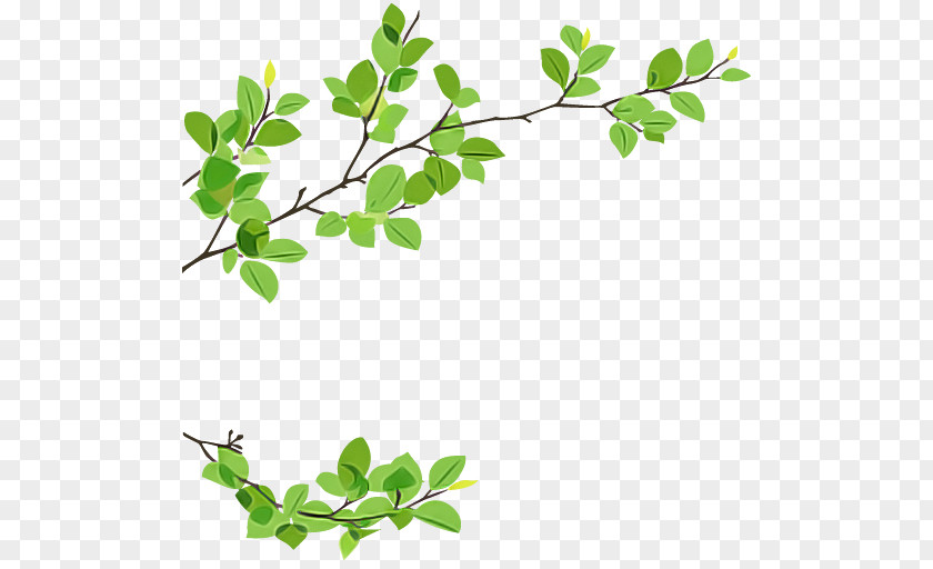Plant Stem Moringa Leaf Flower Branch Tree PNG
