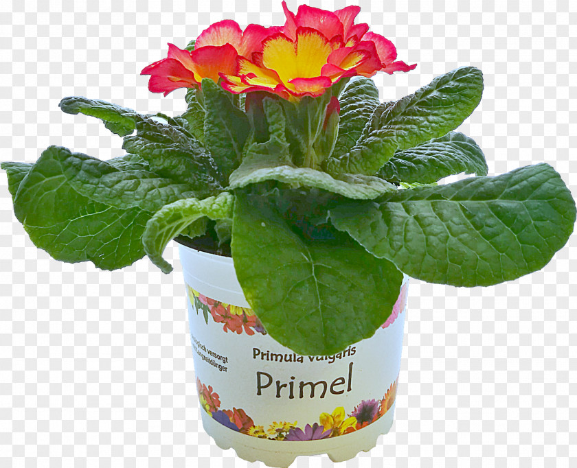 Argyranthemum Frutescens Primrose Flowerpot PNG