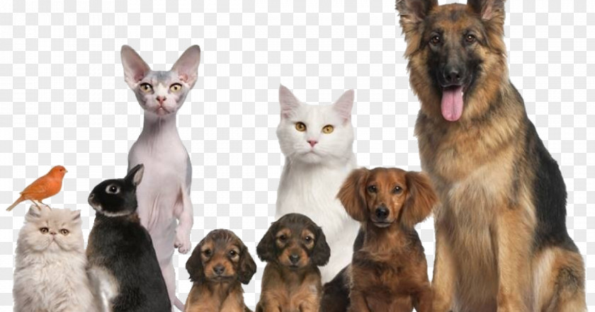 Dog Cat Pet Veterinarian Animal Shelter PNG