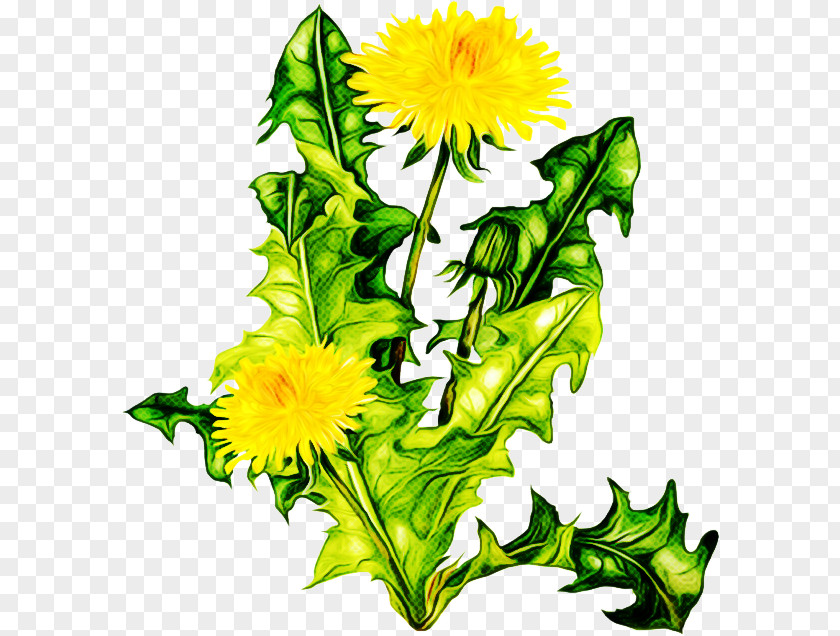 Sunflower PNG