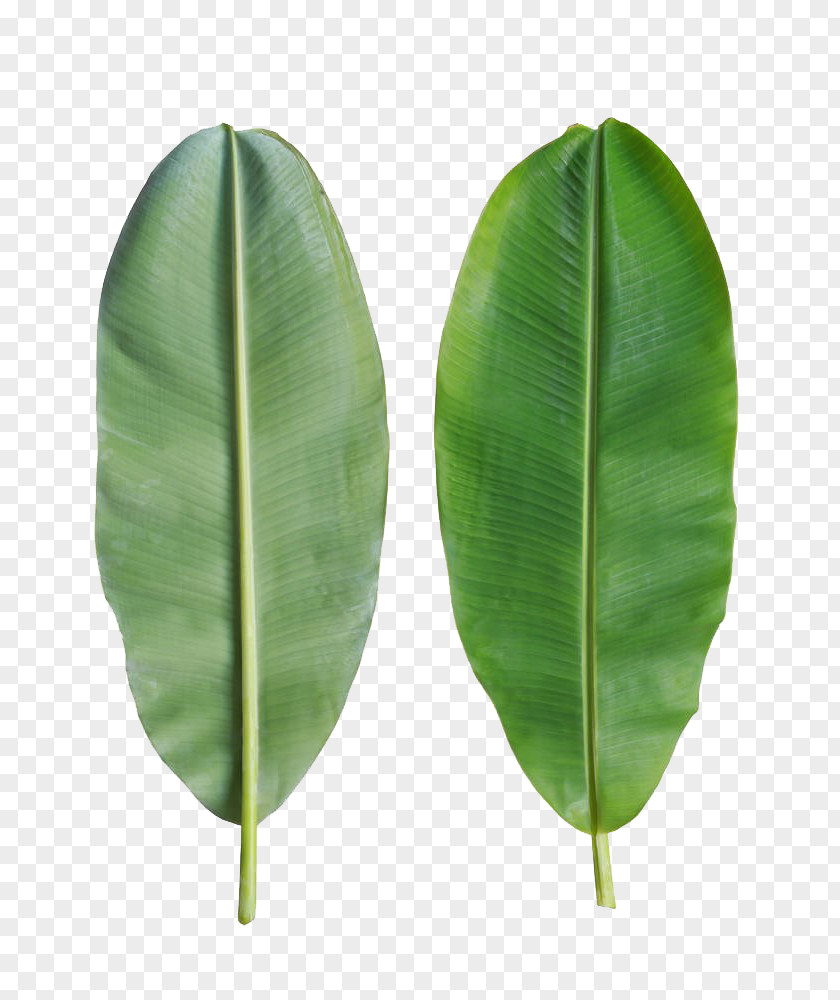 Banana Leaves Are On The Back Leaf Bánh Tét PNG
