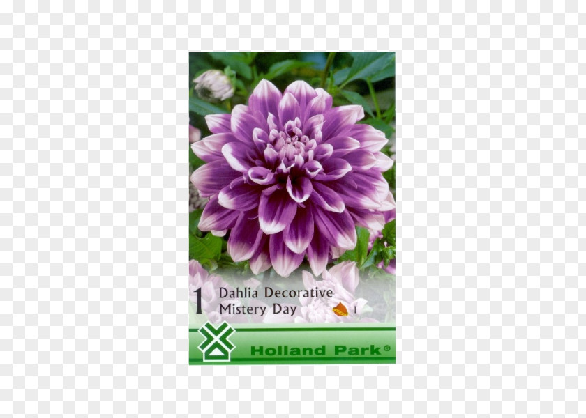 Bulb Dahlia Lilium Herbaceous Plant PNG