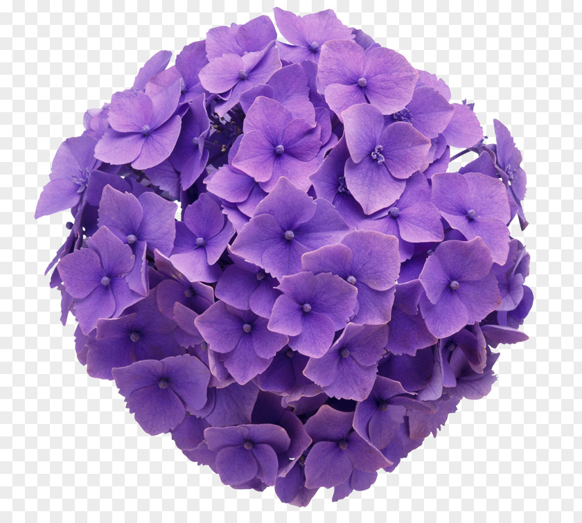 Flower French Hydrangea Purple Color Floral Design PNG