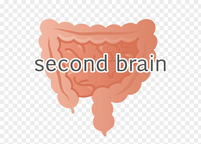 Freshman English 1 Large Intestine Cecum Colonoscopy Small PNG